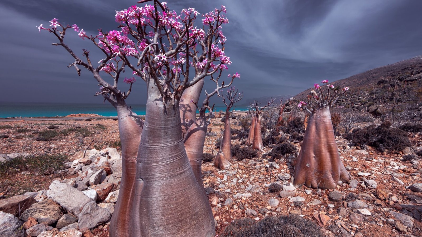 Socotra: Biodiversity Heaven or Ecosystem on the Brink?