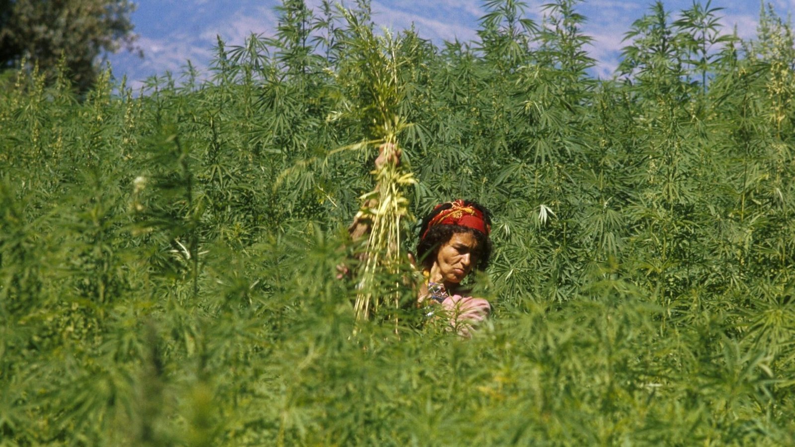 Does Morocco’s Partial Decriminalization of Marijuana Go Far Enough?